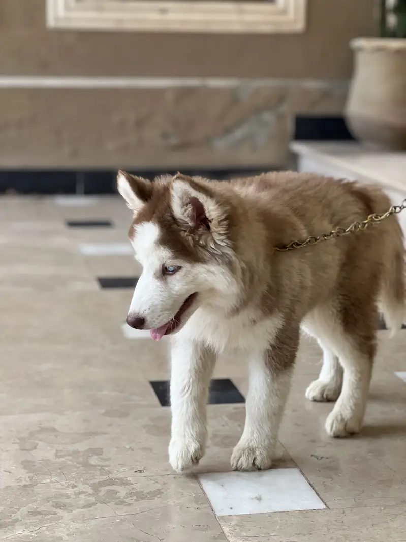 Beautiful Siberian Husky For Sale — photo 2