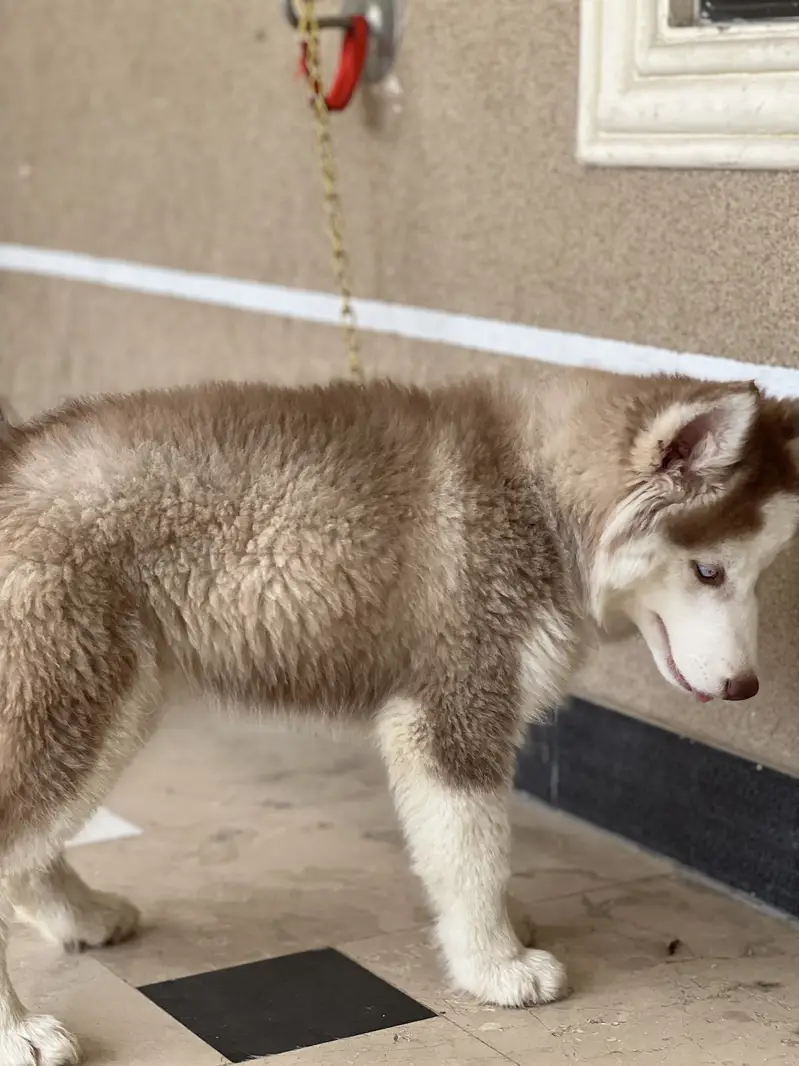 Beautiful Siberian Husky For Sale — photo 3