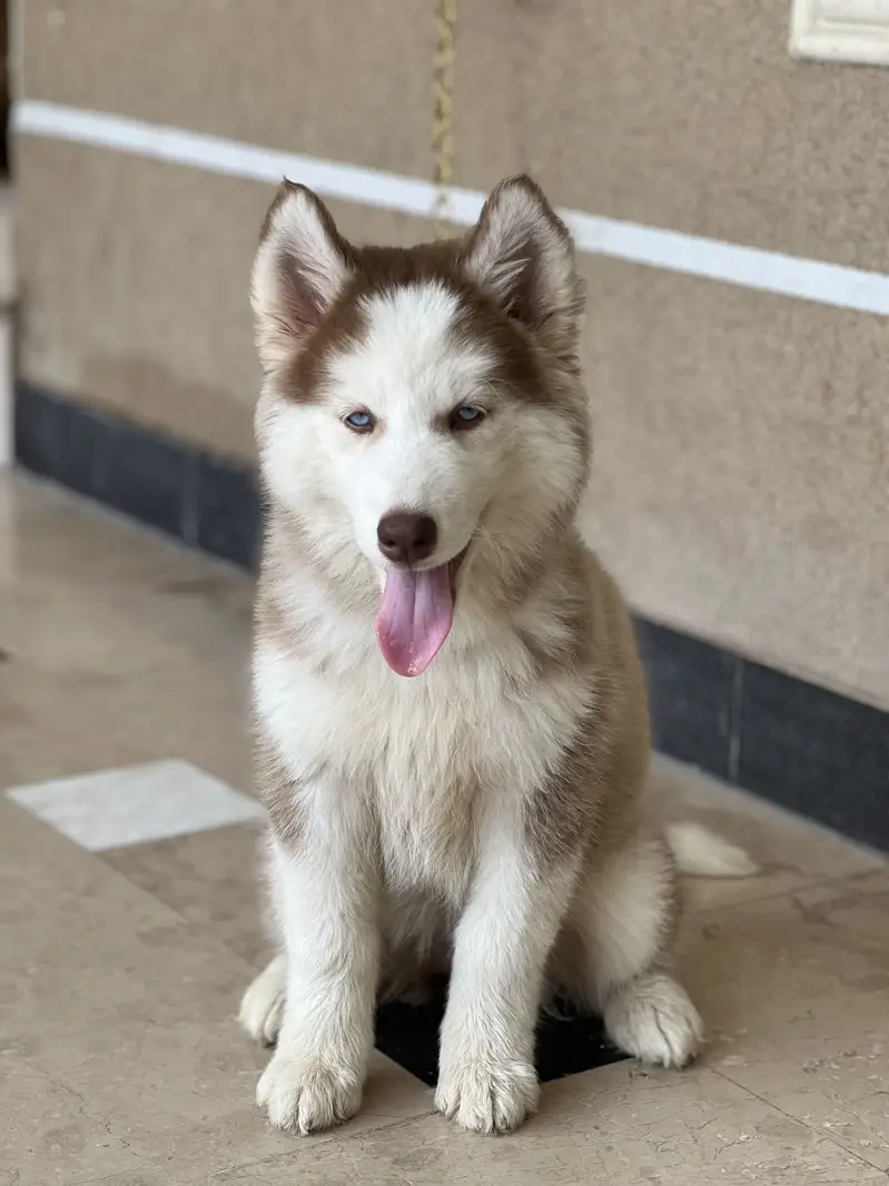 Beautiful Siberian Husky For Sale — photo 4