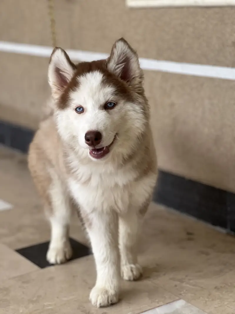 Beautiful Siberian Husky For Sale — photo 5