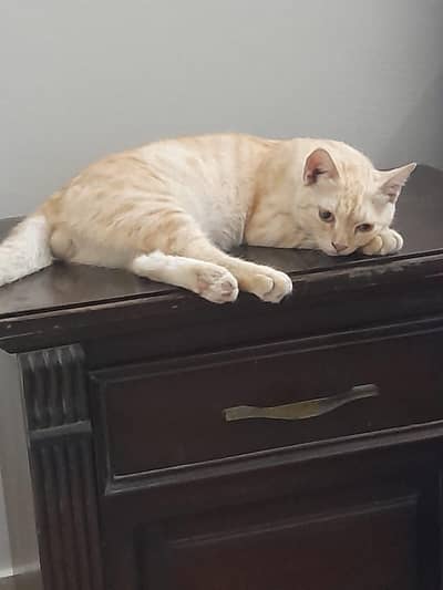 Kitten