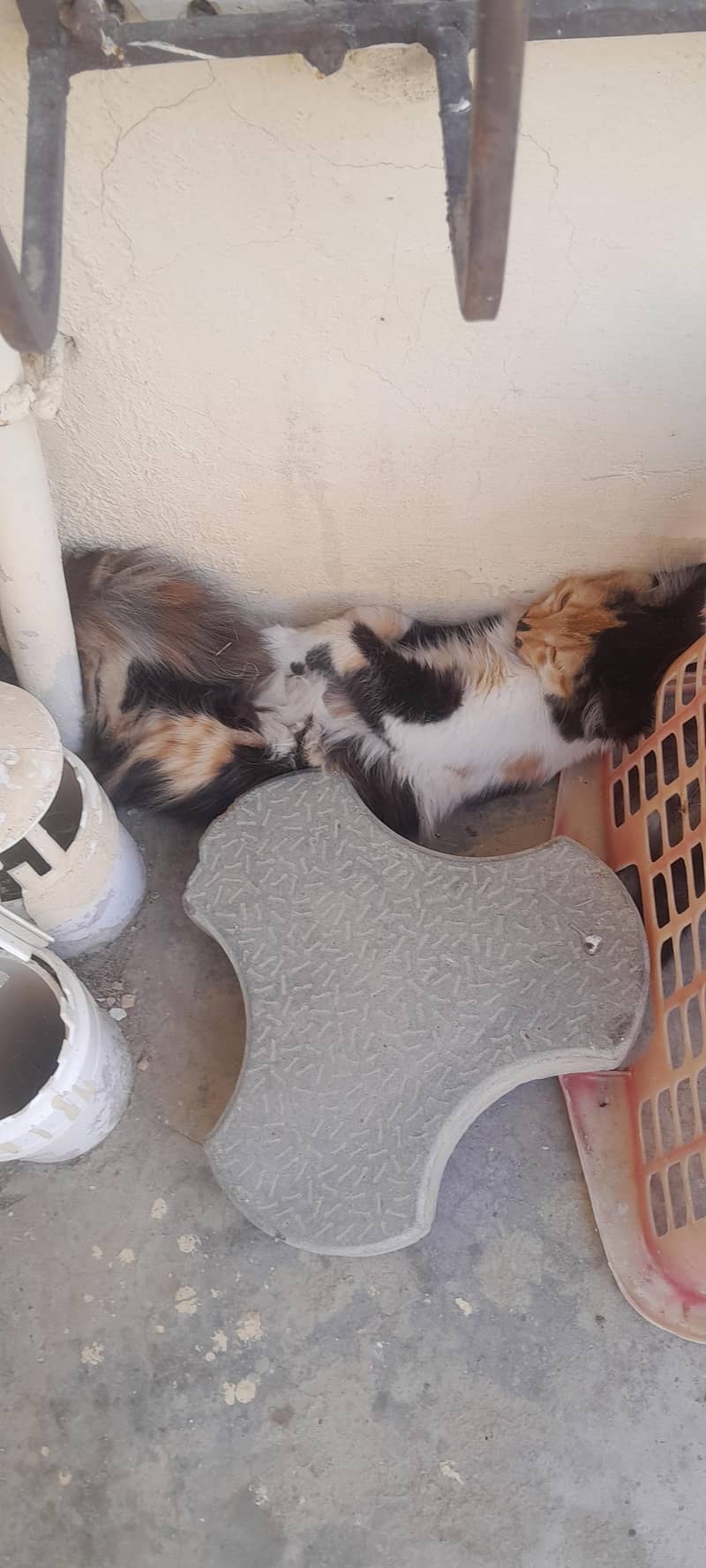 Kitten 3