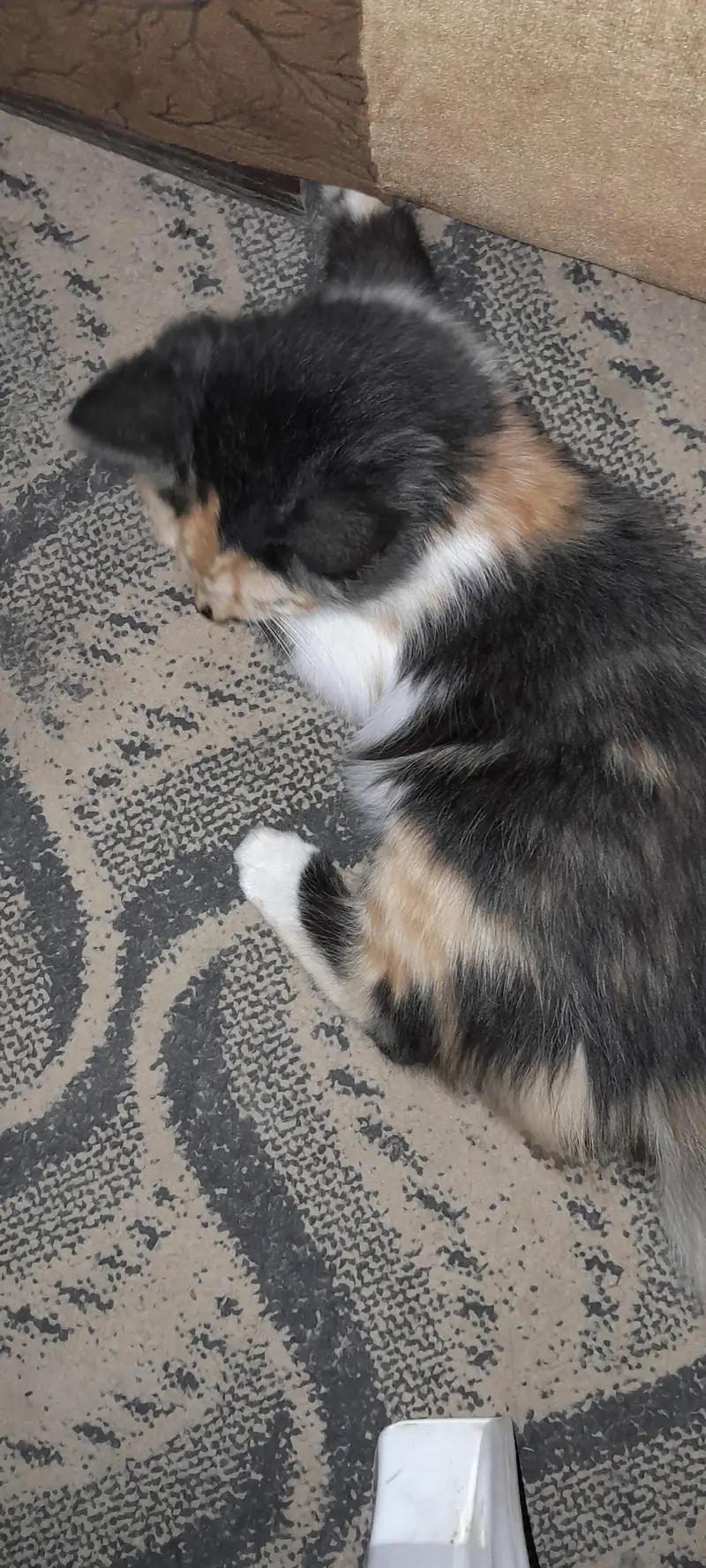 Kitten — photo 5