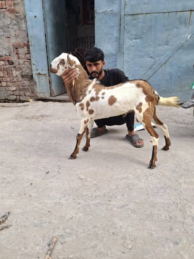 1 bakra 45000