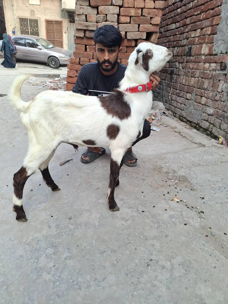 1 bakra 45000 2