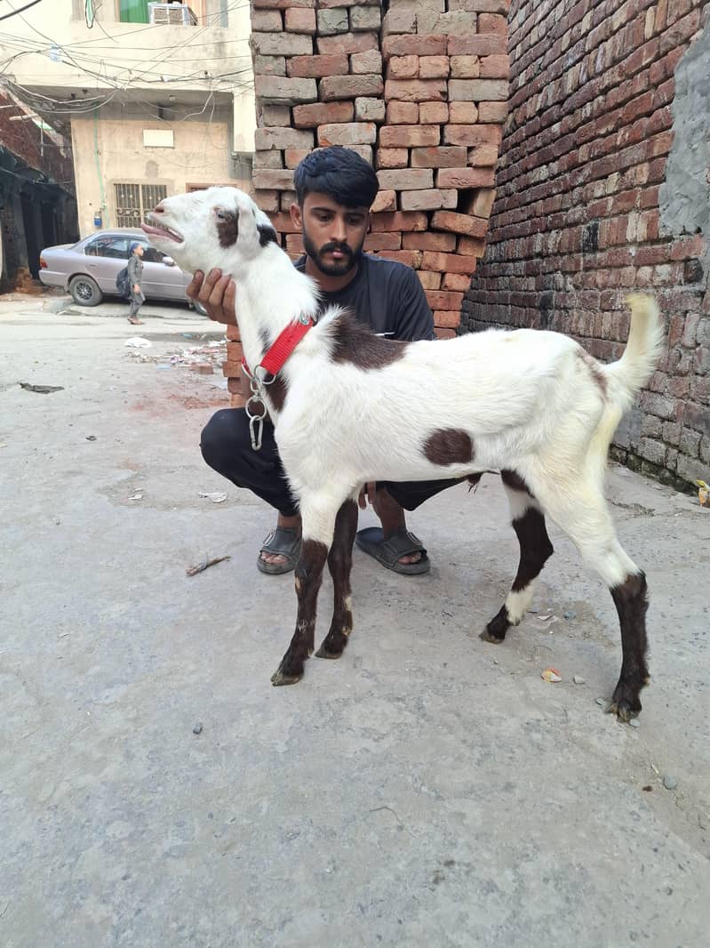 1 bakra 45000 3