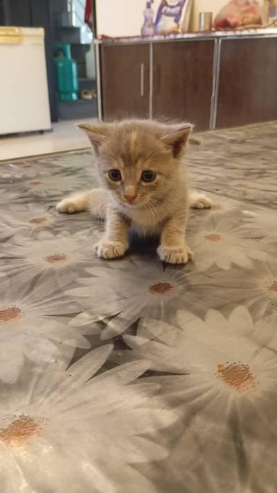 1 month Persian pair cats