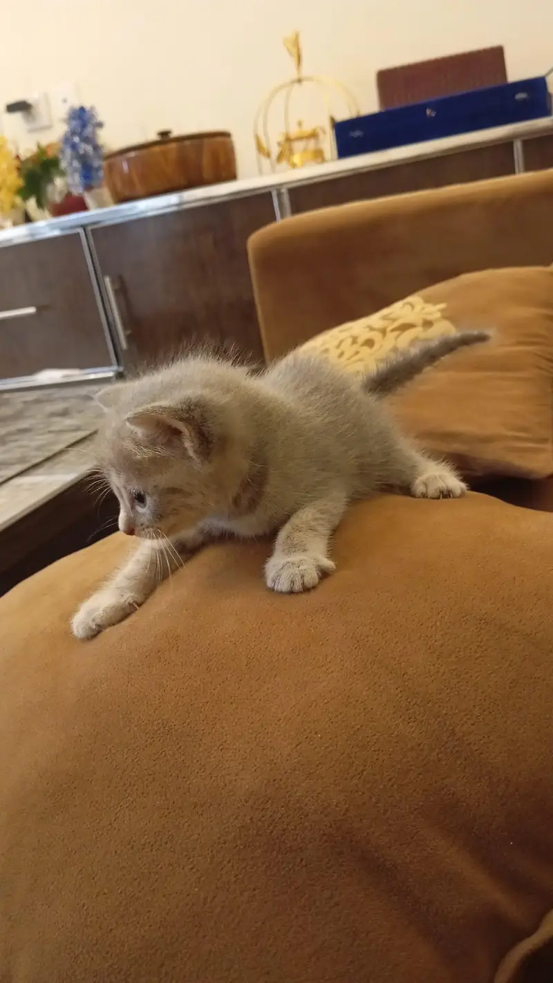1 month Persian pair cats — photo 2