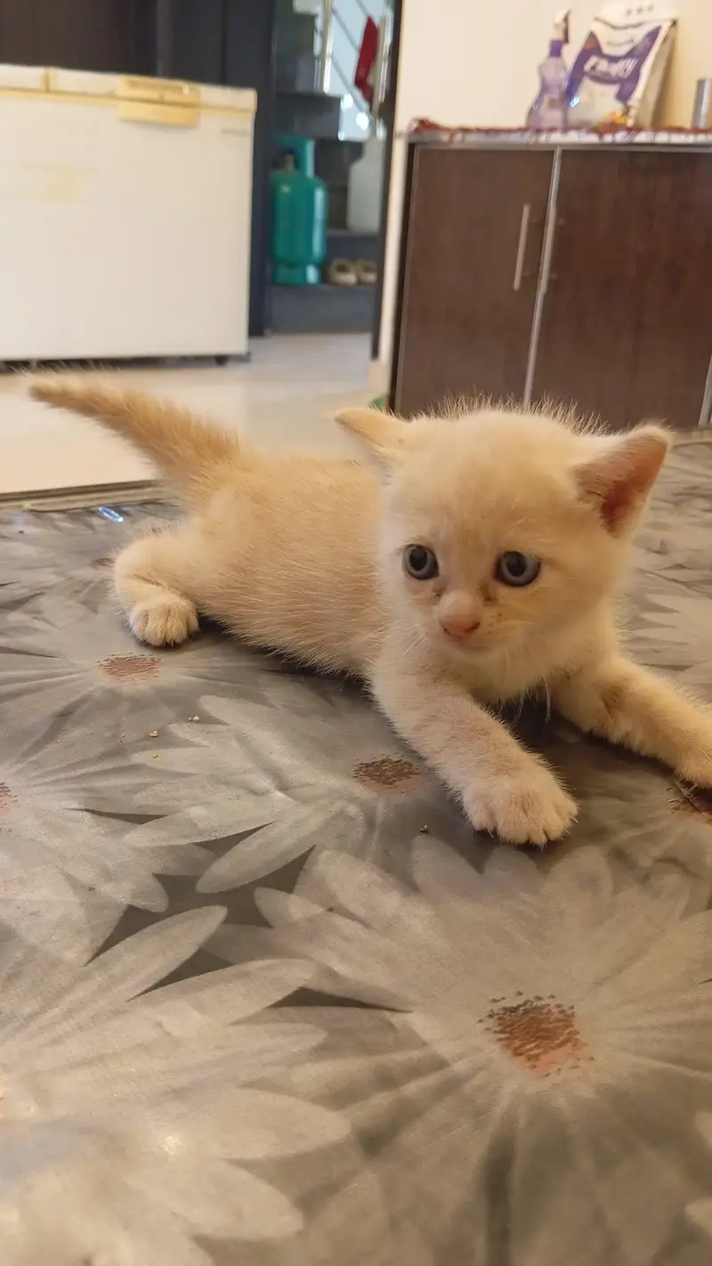 1 month Persian pair cats — photo 4