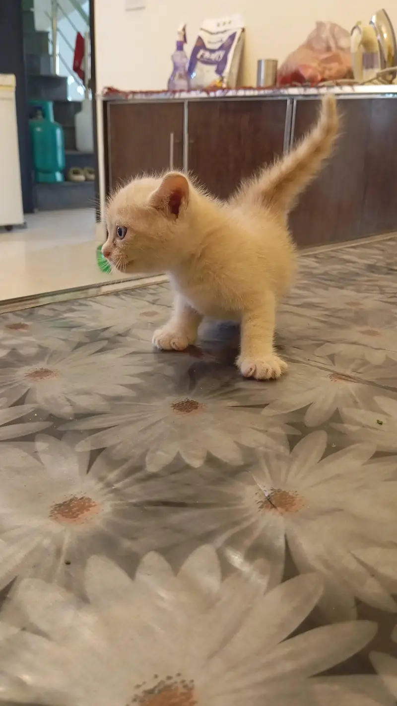 1 month Persian pair cats — photo 5