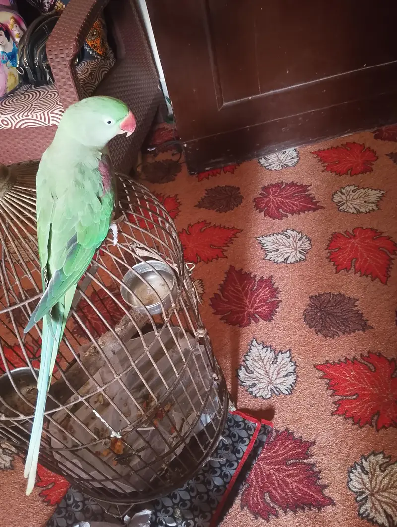 bolny wala VIP — photo 2