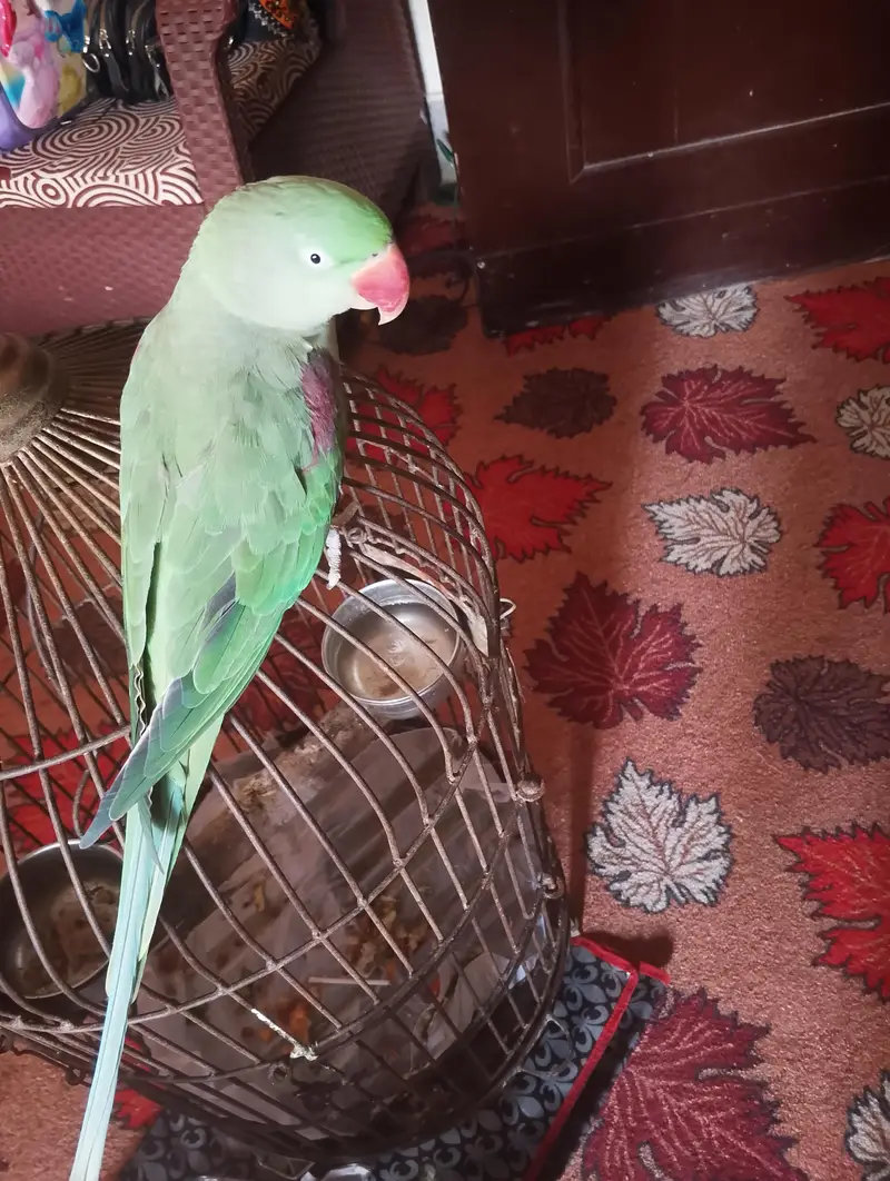 bolny wala VIP — photo 3