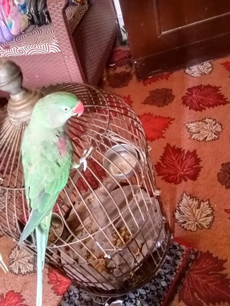 bolny wala VIP — photo 6