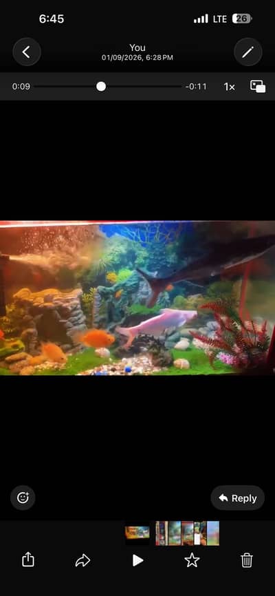Fish aquarium with fishes all setup