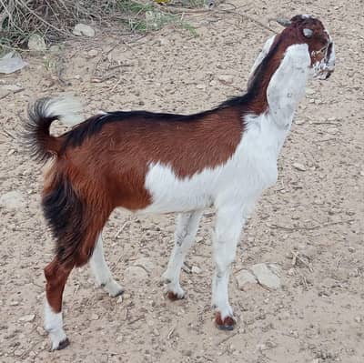 2 bakray 10 month takriban urgent sale