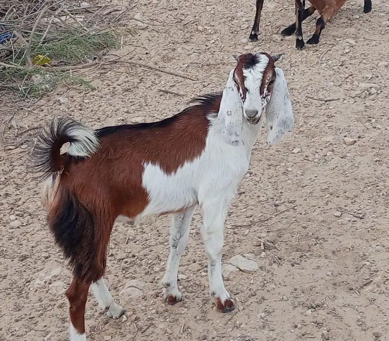 2 bakray 10 month takriban urgent sale — photo 2