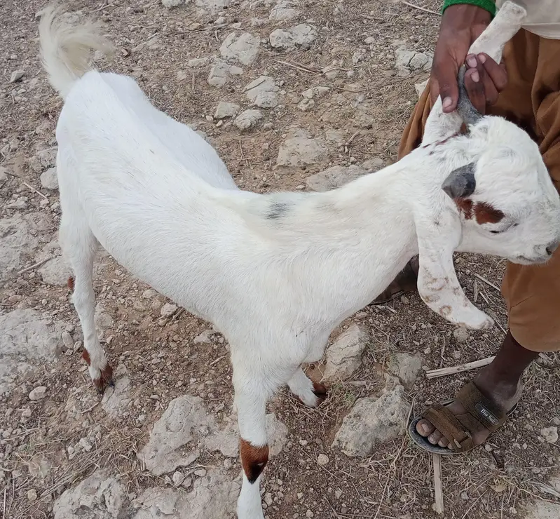2 bakray 10 month takriban urgent sale — photo 3