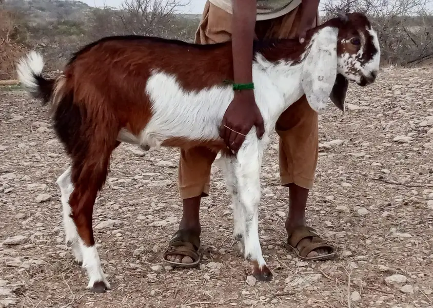 2 bakray 10 month takriban urgent sale — photo 4