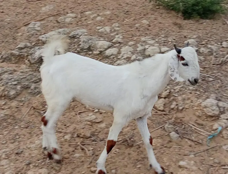 2 bakray 10 month takriban urgent sale — photo 5