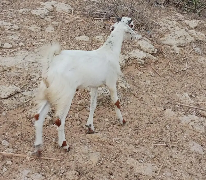 2 bakray 10 month takriban urgent sale — photo 6