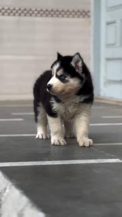Husky puppy for sale