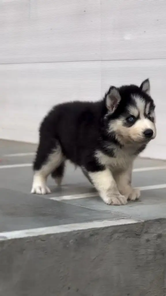 Husky puppy for sale — photo 2