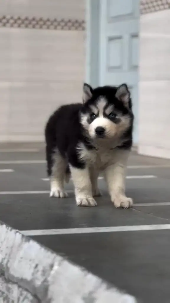 Husky puppy for sale — photo 3