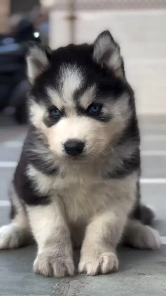 Husky puppy for sale — photo 4