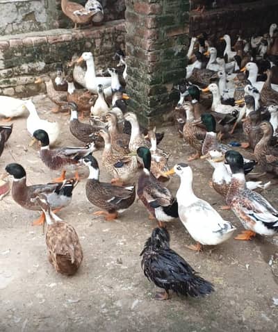 Desi Ducks + Crested Ducks