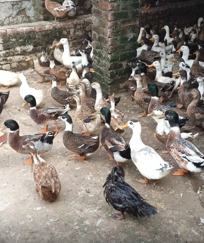 Desi Ducks + Crested Ducks