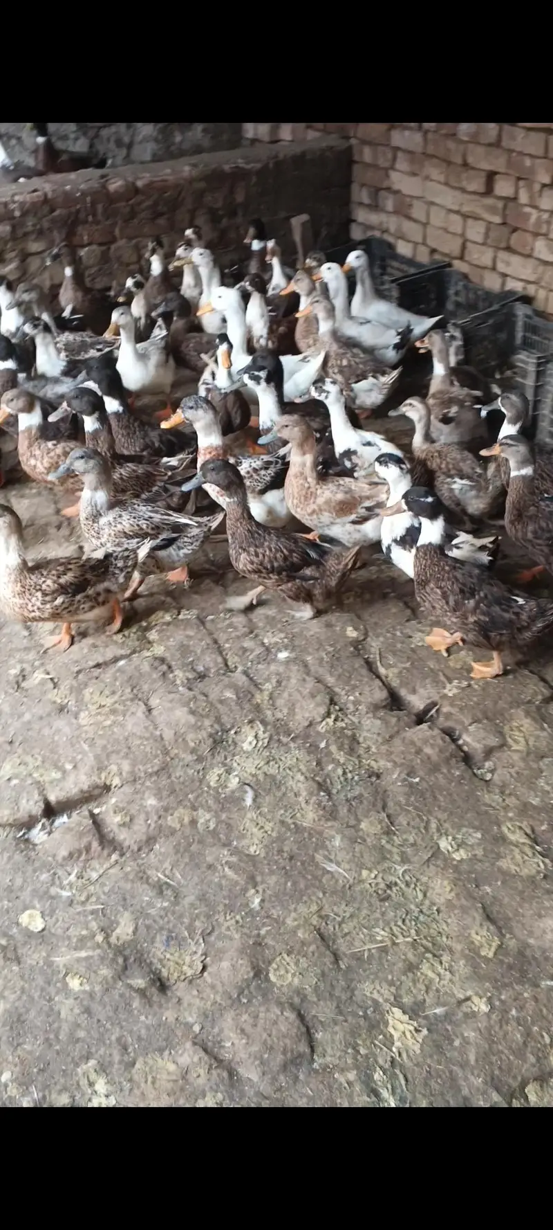 Desi Ducks + Crested Ducks — photo 2
