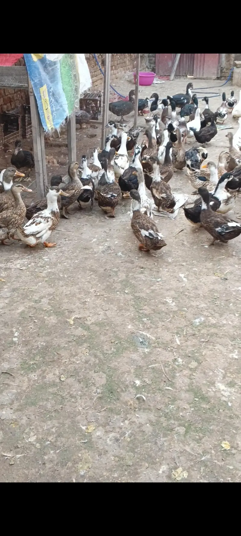 Desi Ducks + Crested Ducks — photo 3