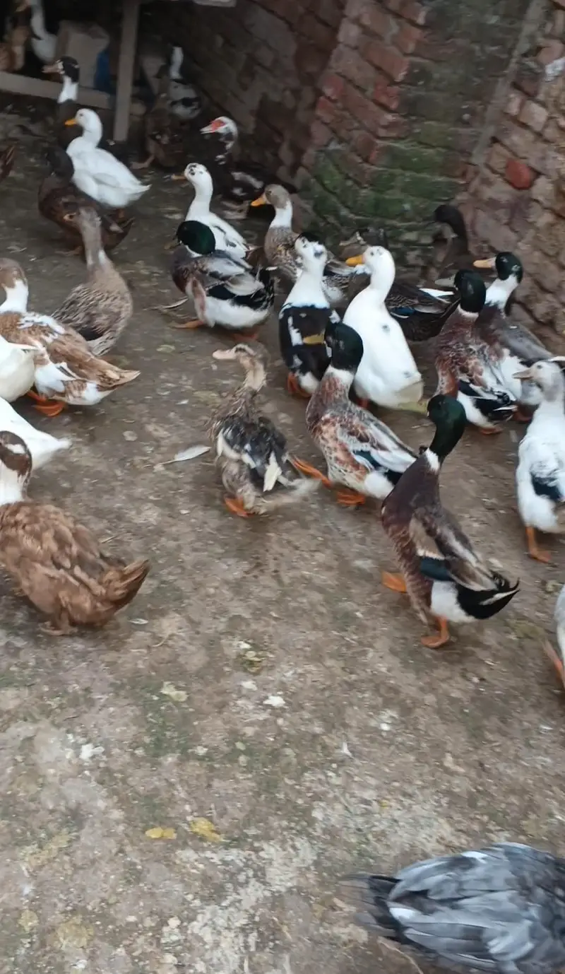 Desi Ducks + Crested Ducks — photo 4