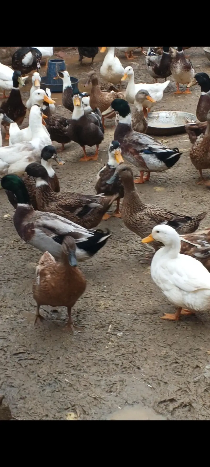 Desi Ducks + Crested Ducks — photo 5