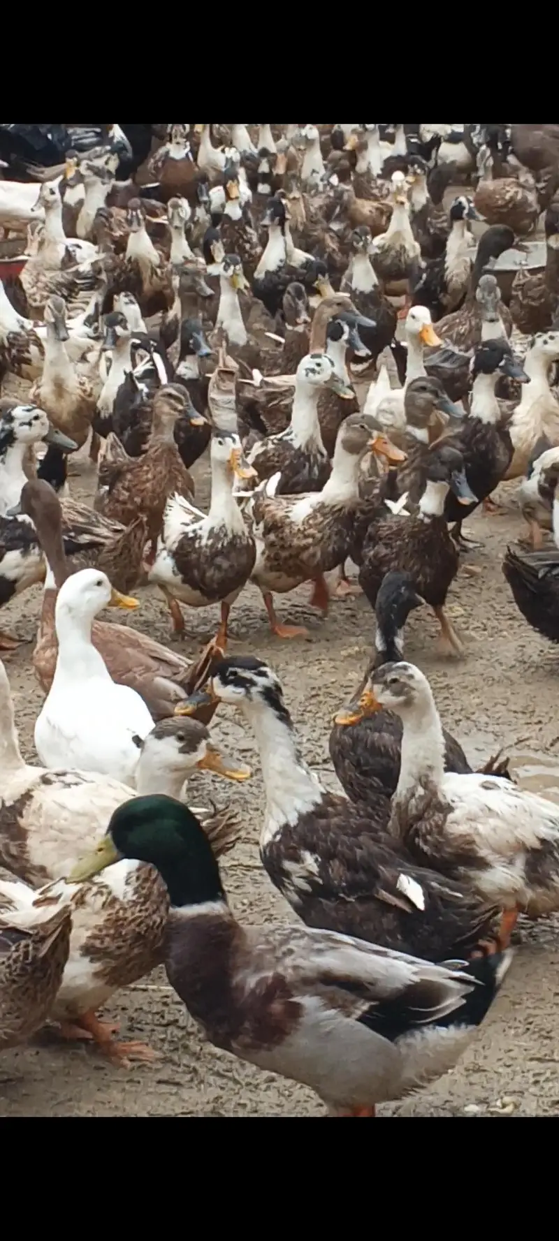 Desi Ducks + Crested Ducks — photo 6