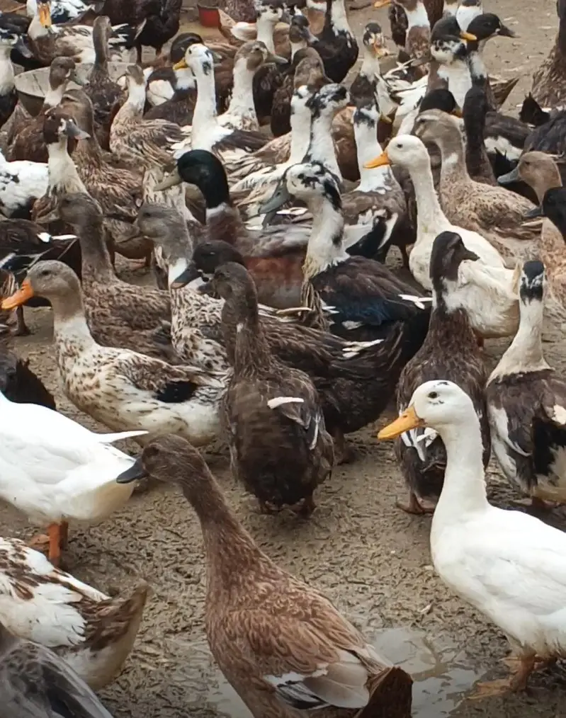 Desi Ducks + Crested Ducks — photo 7