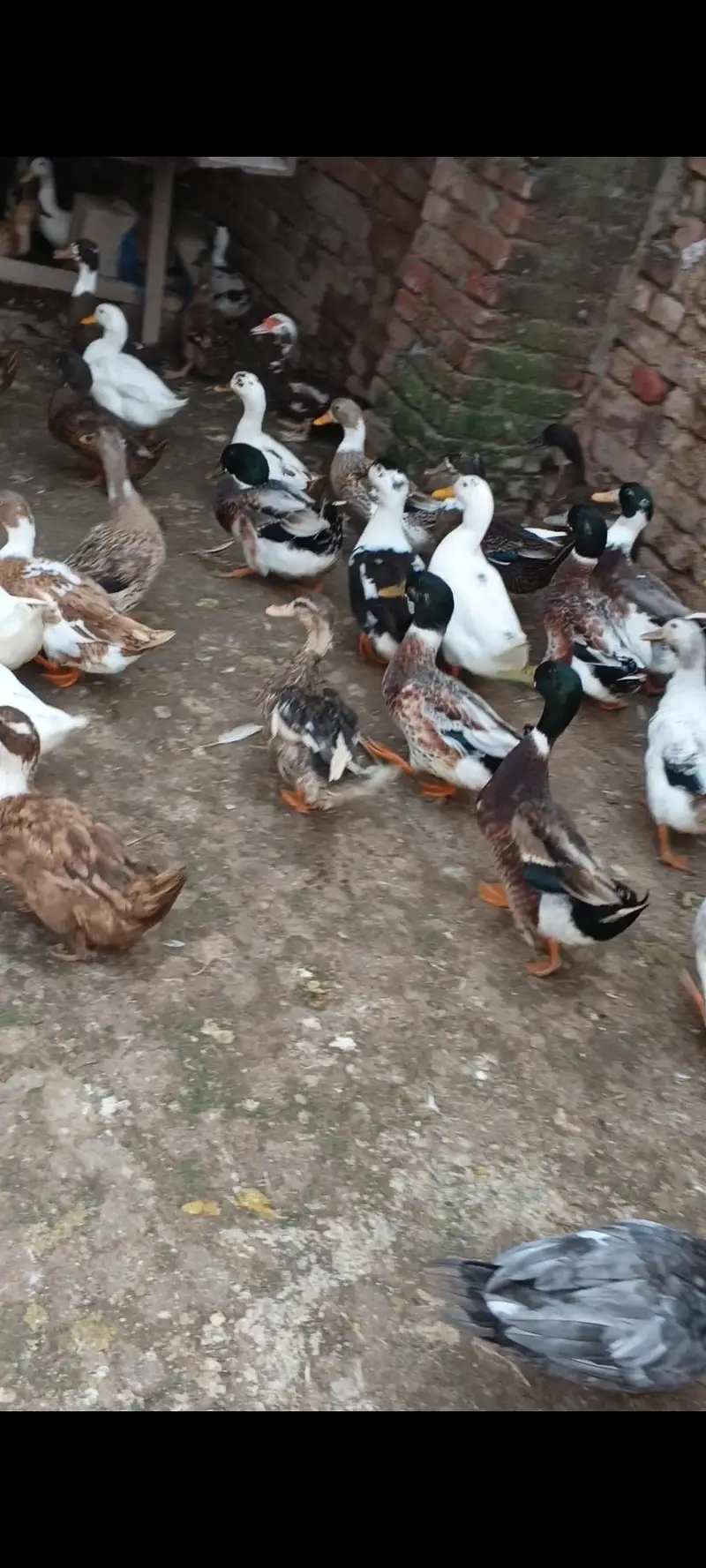 Desi Ducks + Crested Ducks — photo 8
