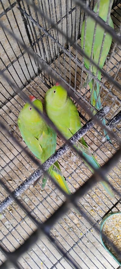 Ringneck parrots sale