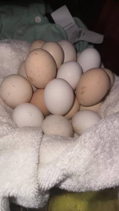 fertile eggs available of polish silky and cochin hen