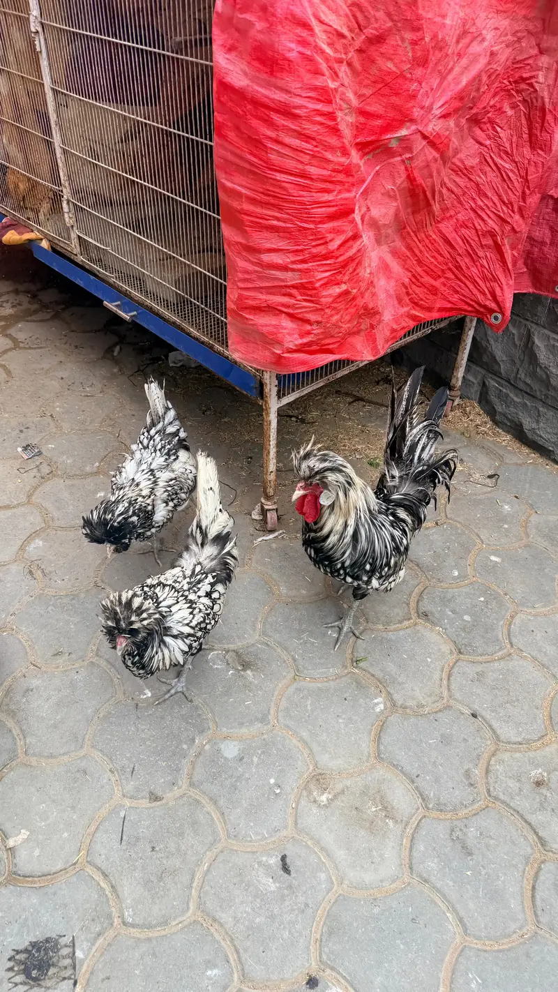 fertile eggs available of polish silky and cochin hen — photo 2