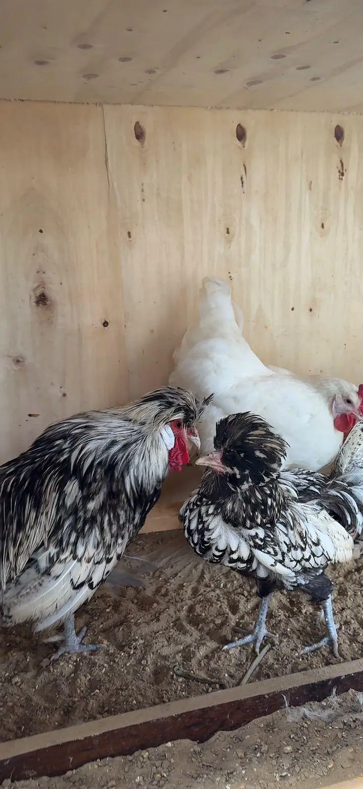 fertile eggs available of polish silky and cochin hen — photo 3
