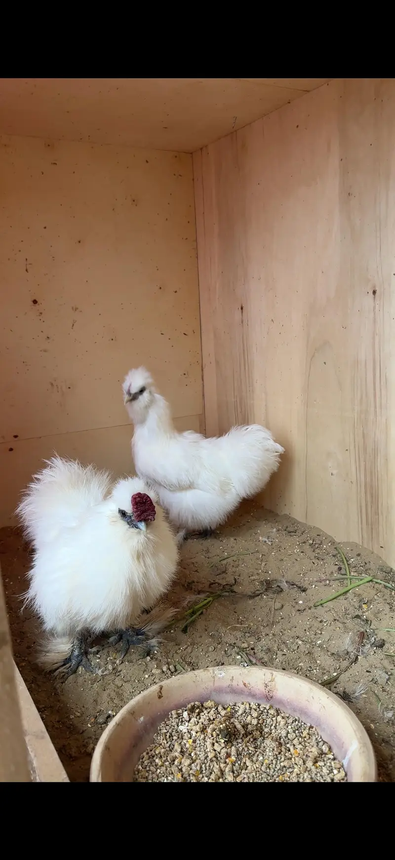 fertile eggs available of polish silky and cochin hen — photo 4