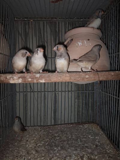Finches Available