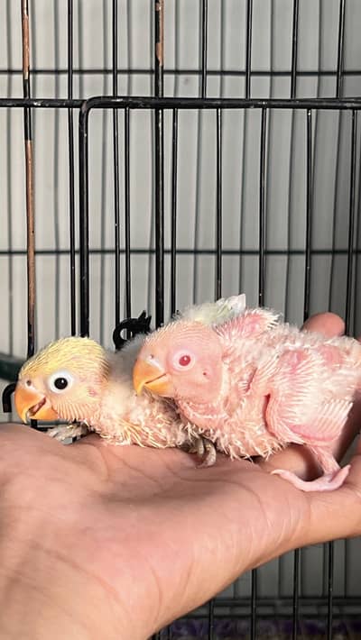 Lovebird Chicks For Handtamed Nd Breeder Pair