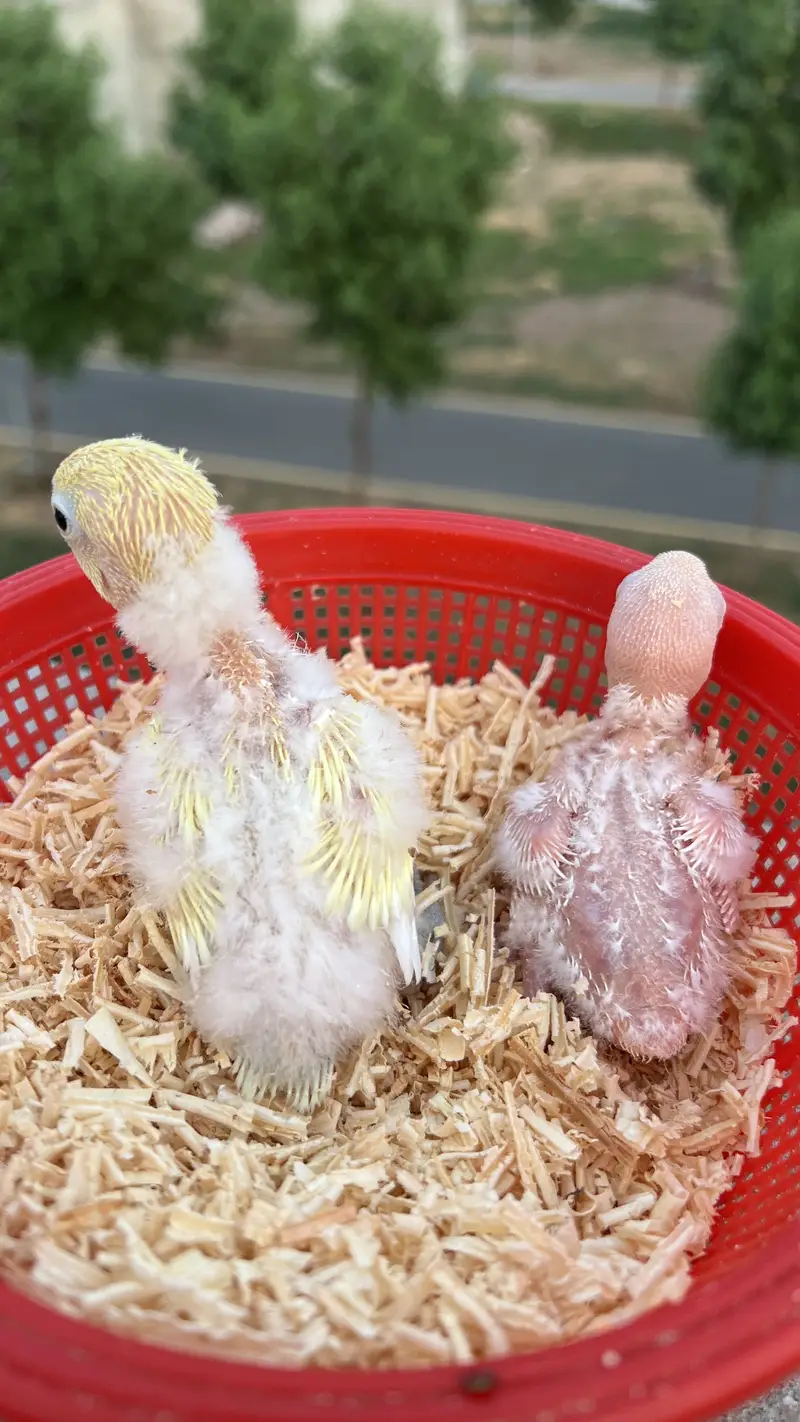 Lovebird Chicks For Handtamed Nd Breeder Pair — photo 2