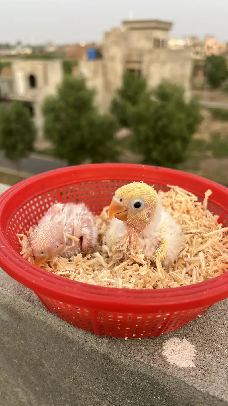 Lovebird Chicks For Handtamed Nd Breeder Pair — photo 3