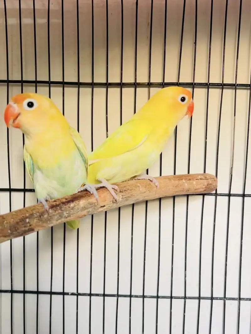 Lovebird Chicks For Handtamed Nd Breeder Pair — photo 4