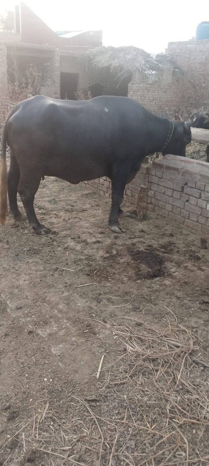 buffalo 0