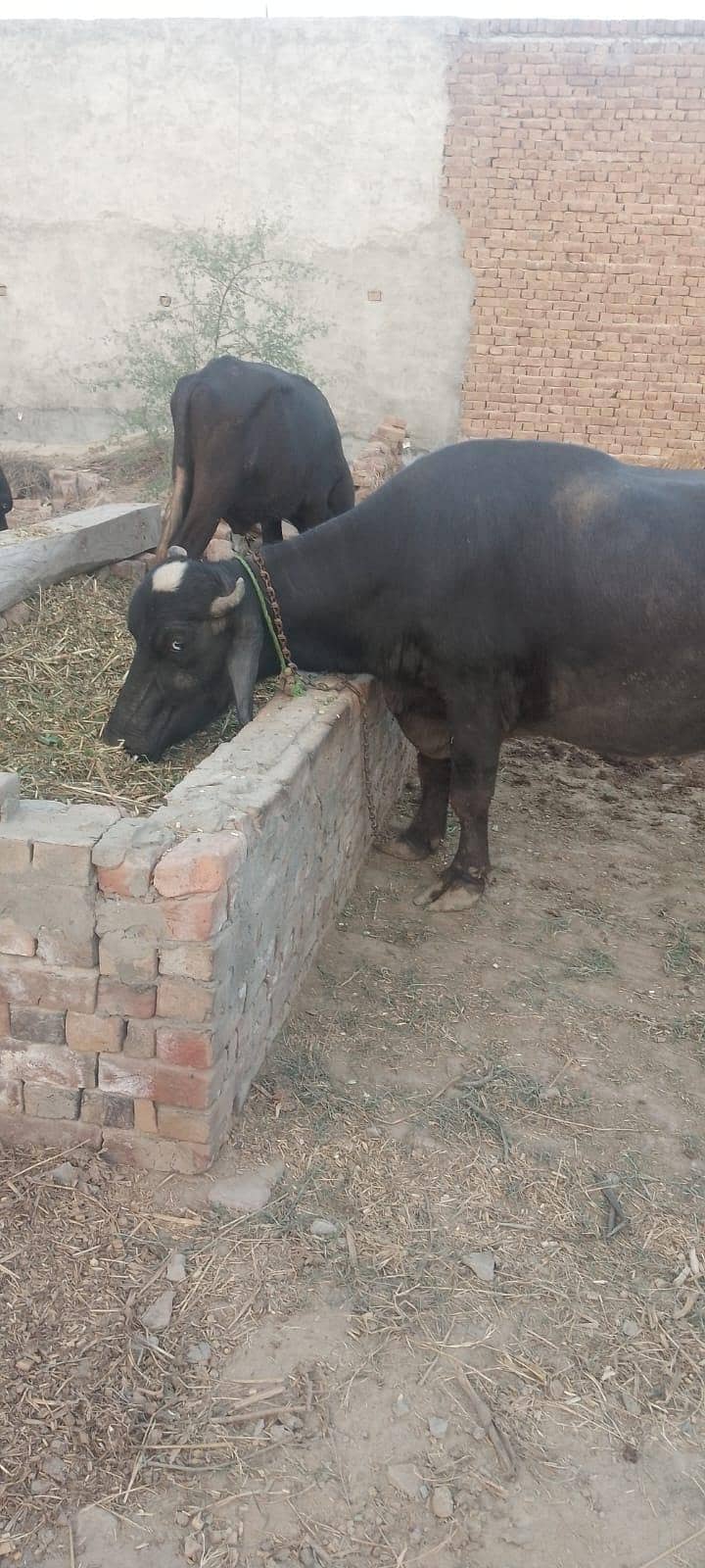 buffalo 1
