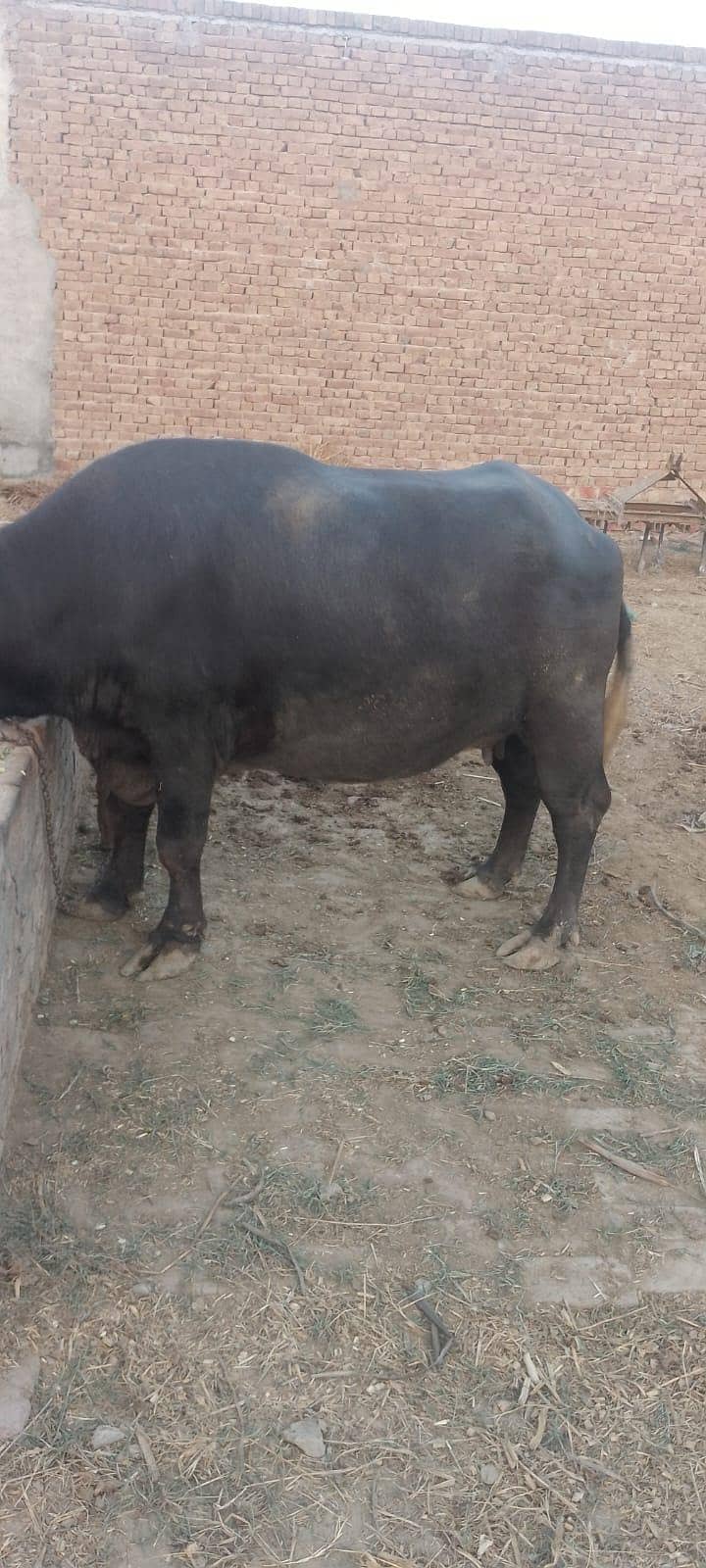 buffalo 2
